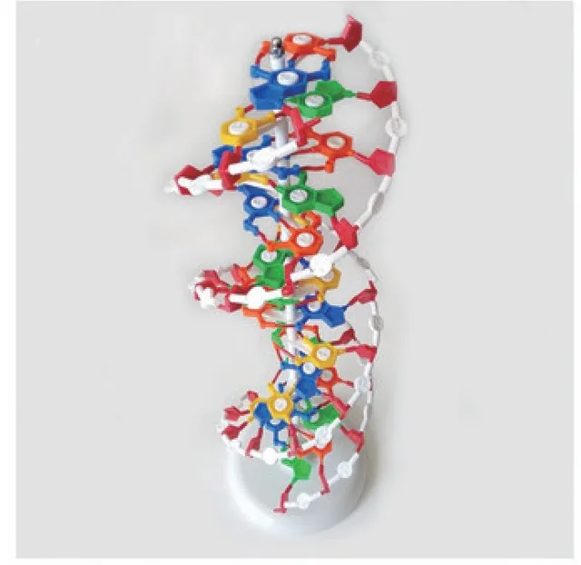 Modelo de doble hélice de ADN — VIC Science