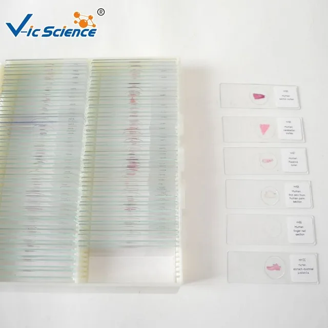 Juego de 100 placas histológicas humanas — VIC Science