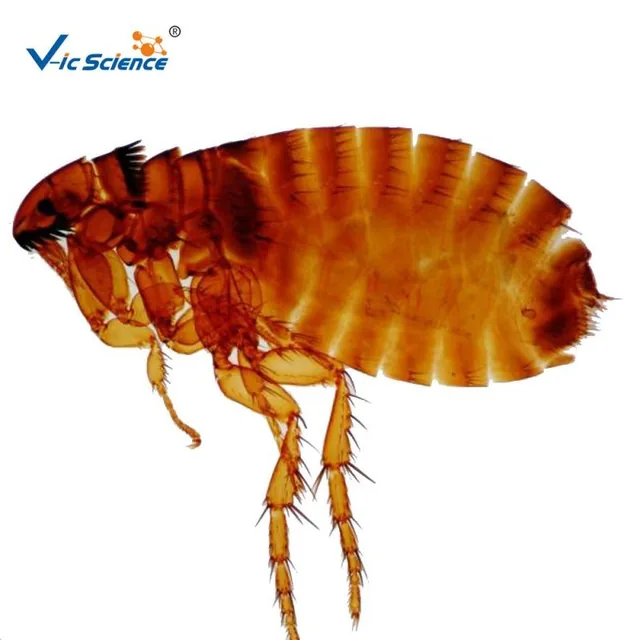 Juego de placas de parasitología médica — VIC Science