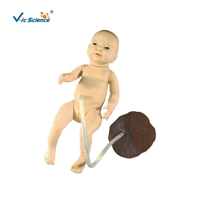 Modelo avanzado de cuidados del cordón umbilical neonatal — VIC Science