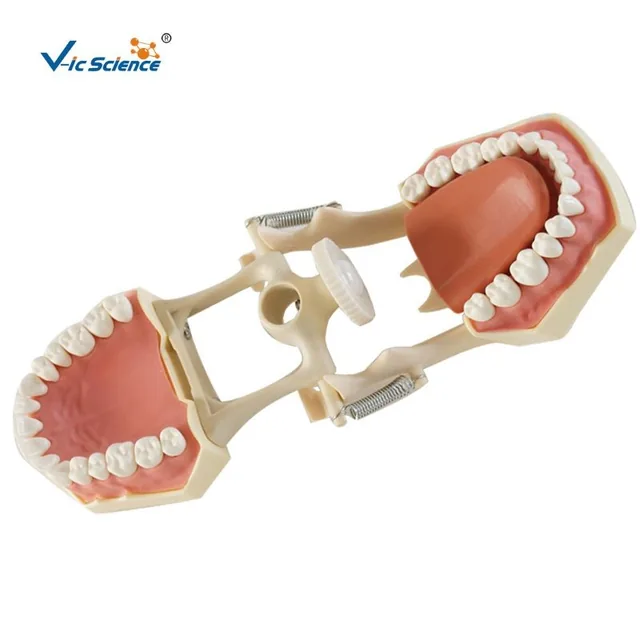 32-Tooth Dental Anatomy Model with Articulator — VIC Science