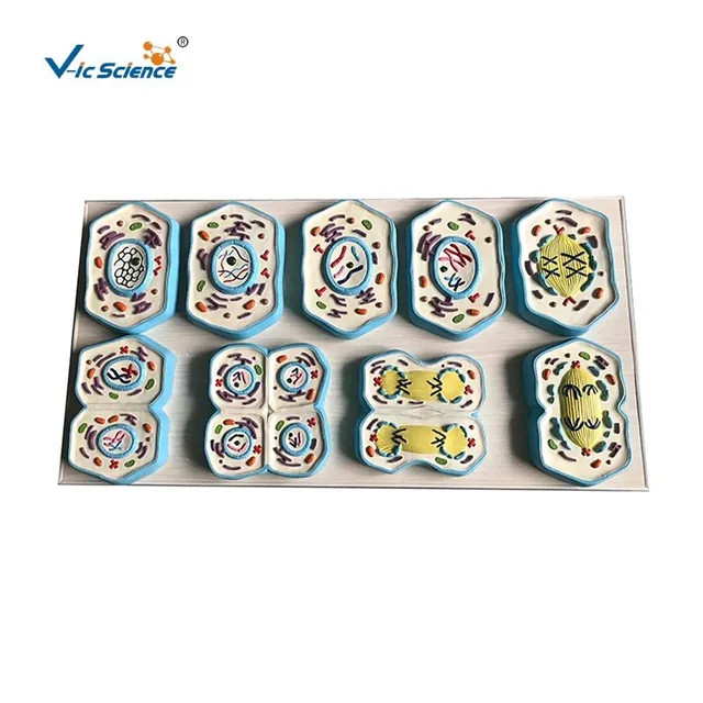 Modelo de meiosis (9 piezas) — VIC Science