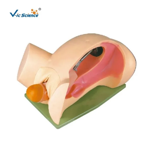 Modelo de parto — VIC Science