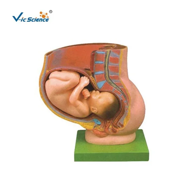 Modelo de pelvis con feto de nueve meses — VIC Science
