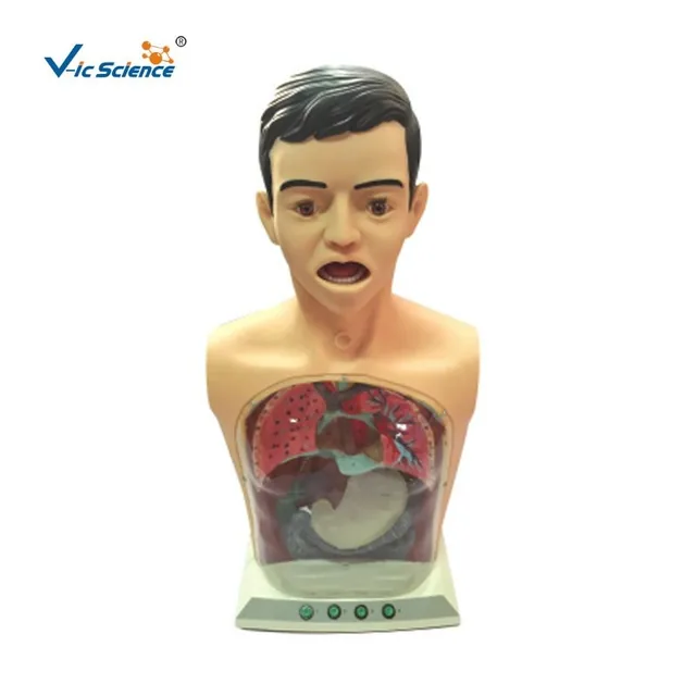 Modelo transparente avanzado de lavado gástrico — VIC Science