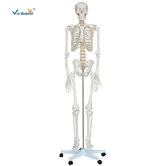 Esqueleto humano de tamaño natural (180 cm) — VIC Science