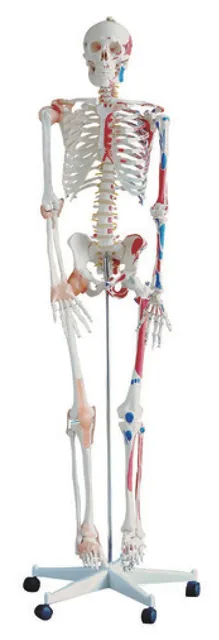 Esqueleto con músculos pintados y ligamentos (180 cm) — VIC Science