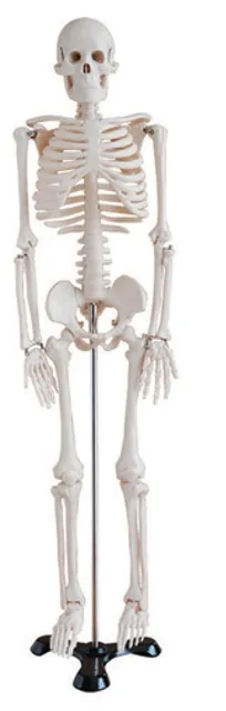 Esqueleto humano de 85 cm — VIC Science