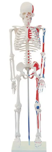 Esqueleto con músculos pintados (85 cm) — VIC Science