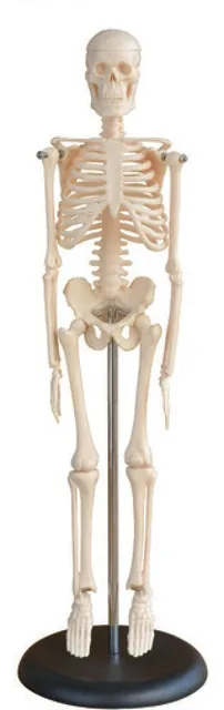 Esqueleto humano mini de 45 cm — VIC Science