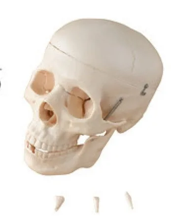 Cráneo humano de tamaño natural — VIC Science