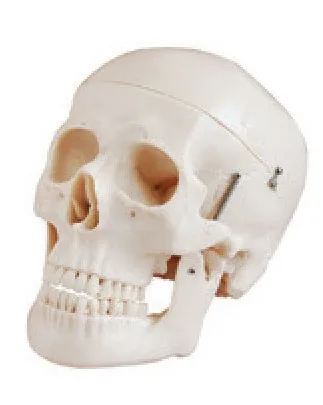 Cráneo de lujo de tamaño natural, estilo D — VIC Science
