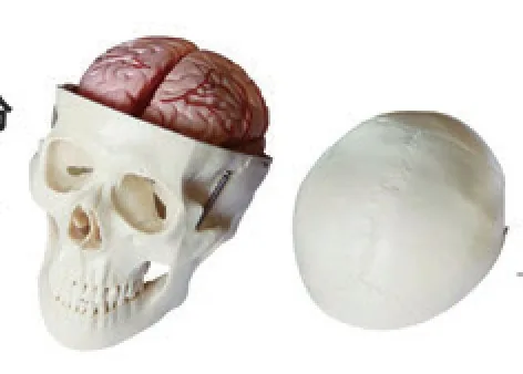 Cráneo con cerebro de 8 partes — VIC Science