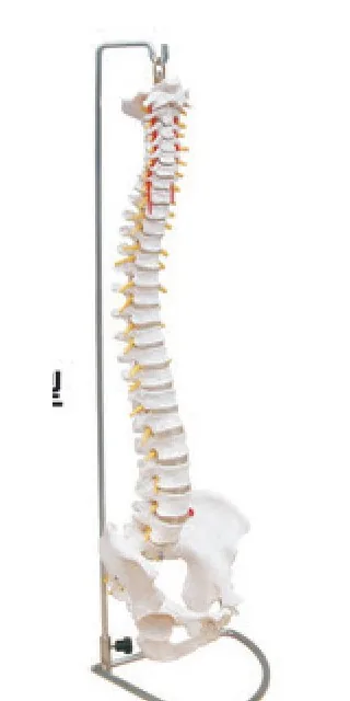 Life-Size Vertebral Column with Pelvis — VIC Science