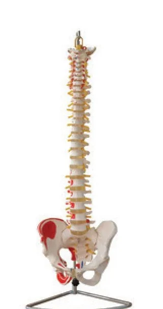 Columna vertebral con pelvis y músculos pintados — VIC Science