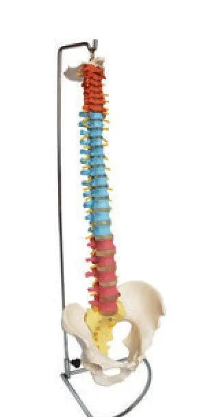 Didactic Vertebral Column with Pelvis — VIC Science