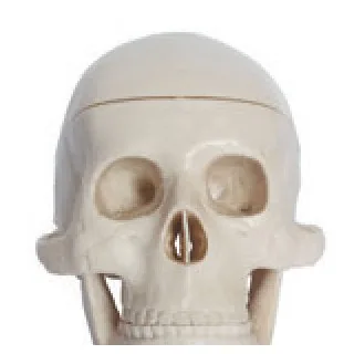 Miniature Plastic Skull — VIC Science