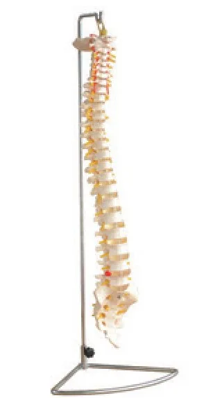 Life-Size Vertebral Column — VIC Science
