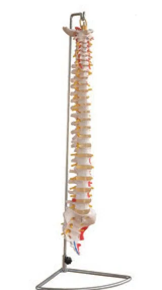 Columna vertebral con músculos pintados — VIC Science