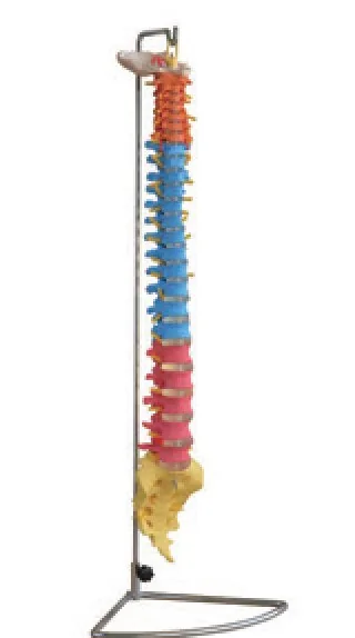 Columna vertebral didáctica coloreada — VIC Science