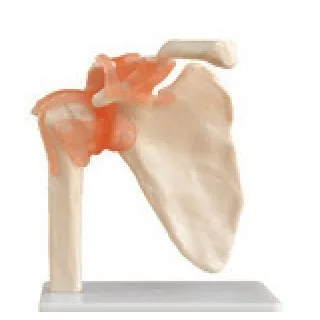 Articulación del hombro de tamaño natural — VIC Science