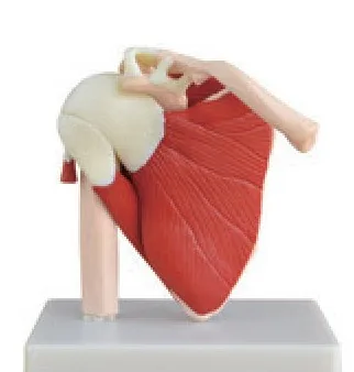 Articulación del hombro con músculos de tamaño natural — VIC Science