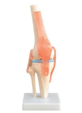Articulación de la rodilla de tamaño natural — VIC Science