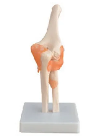 Articulación del codo de tamaño natural — VIC Science