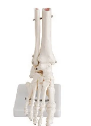 Life-Size Foot Joint — VIC Science