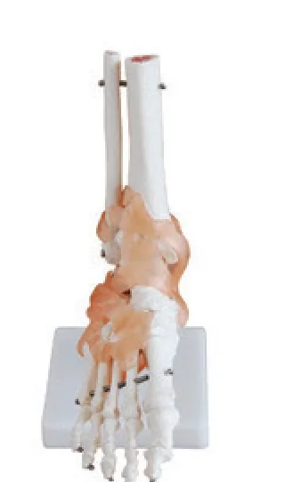 Articulación del pie con ligamentos de tamaño natural — VIC Science