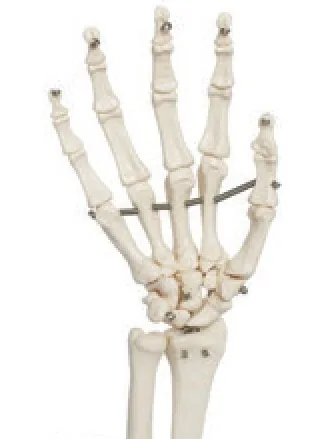 Articulación de la mano de tamaño natural — VIC Science