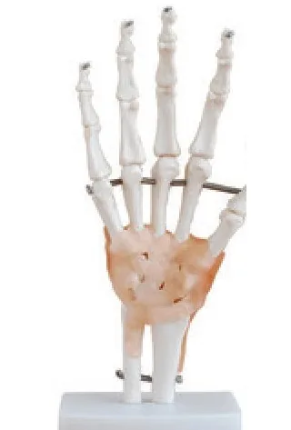Articulación de la mano con ligamentos de tamaño natural — VIC Science