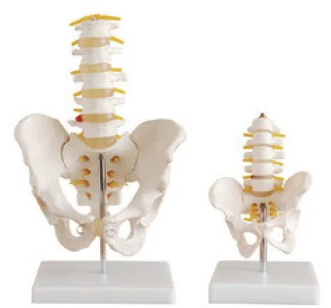Pelvis con 5 vértebras lumbares (tamaño natural / tamaño medio) — VIC Science