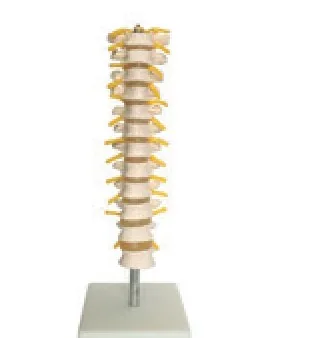 Columna torácica — VIC Science