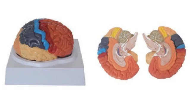 Modelo de cerebro con irrigación (2 partes) — VIC Science