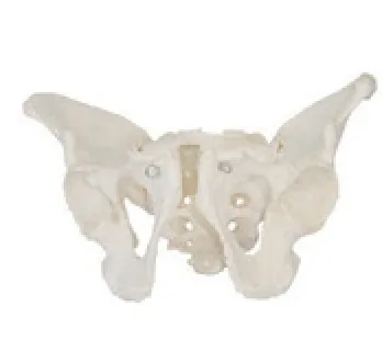 Pelvis masculina adulta — VIC Science