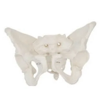 Adult Female Pelvis — VIC Science