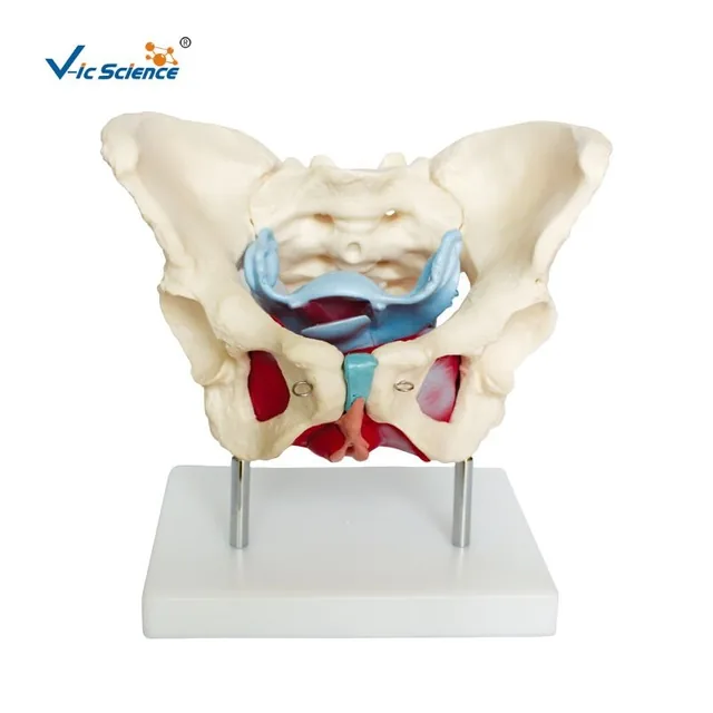 Pelvis femenina con músculos y órganos del suelo pélvico — VIC Science