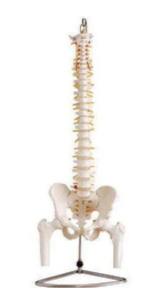 Columna vertebral con pelvis y cabezas femorales — VIC Science