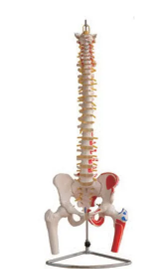 Columna vertebral con pelvis, cabezas femorales y músculos pintados — VIC Science
