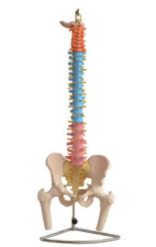 Columna vertebral didáctica con pelvis y cabezas femorales — VIC Science