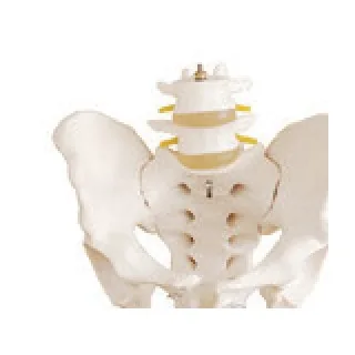 Pelvis con 2 vértebras lumbares de tamaño natural — VIC Science
