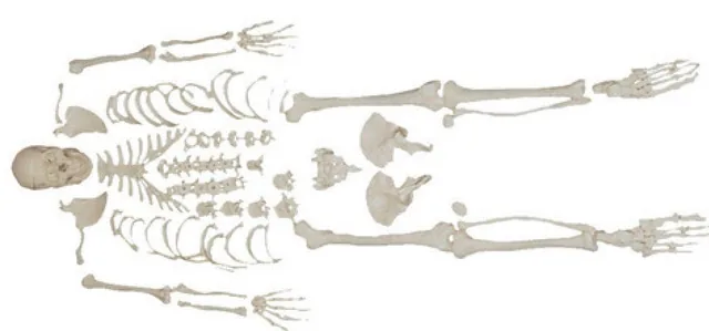 Disarticulated Skeleton with Skull — VIC Science