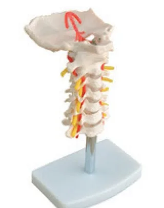 Columna cervical con arteria vertebral — VIC Science