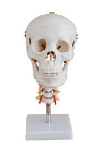 Skull with Cervical Spine — VIC Science