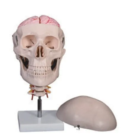 Cráneo con encéfalo de 8 partes y columna cervical — VIC Science