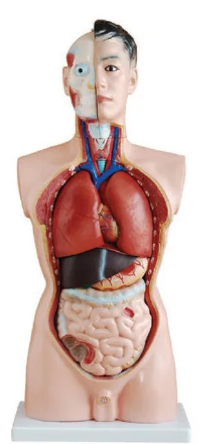Torso masculino de 85 cm (19 partes) — VIC Science