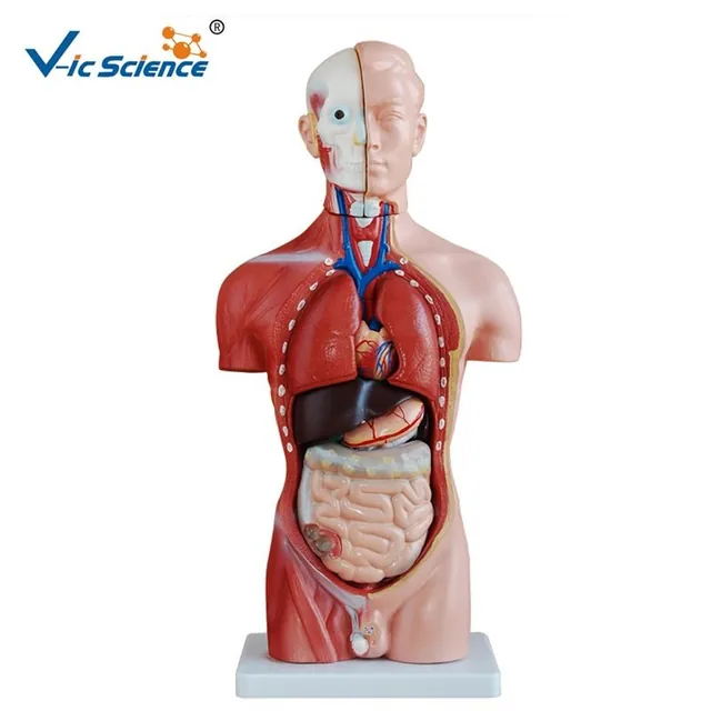 Torso masculino de 42 cm (13 partes) — VIC Science