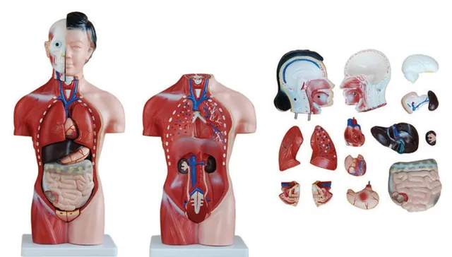 Torso femenino de 42 cm (15 partes) — VIC Science