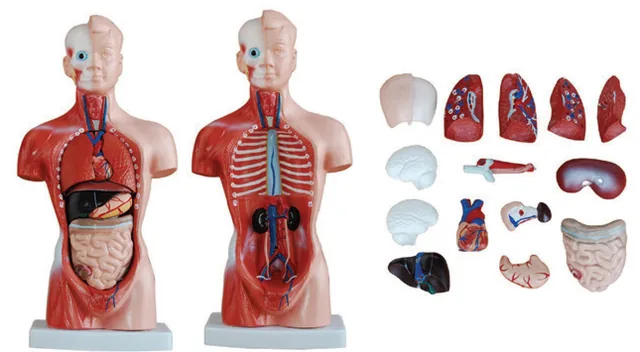Torso humano de 26 cm (15 partes) — VIC Science